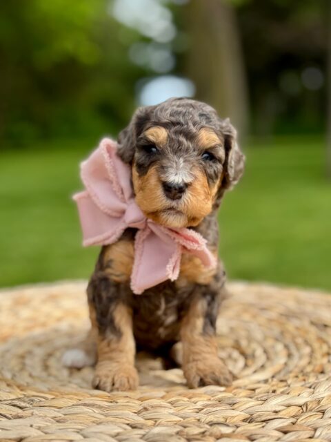 bernedoodle puppy