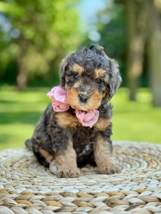 bernedoodle puppy