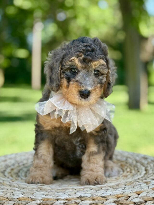 bernedoodle puppy