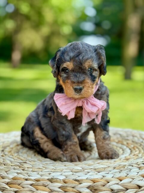 bernedoodle puppy