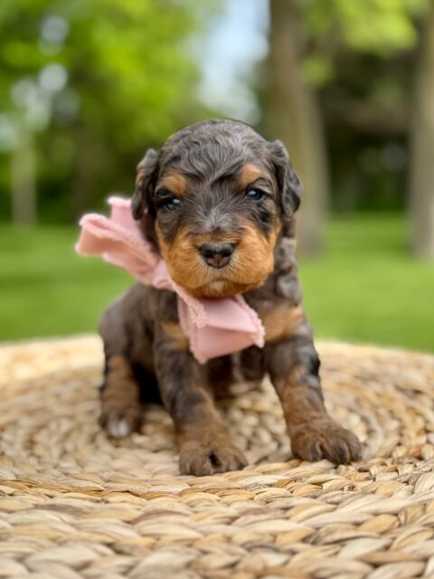 bernedoodle puppy