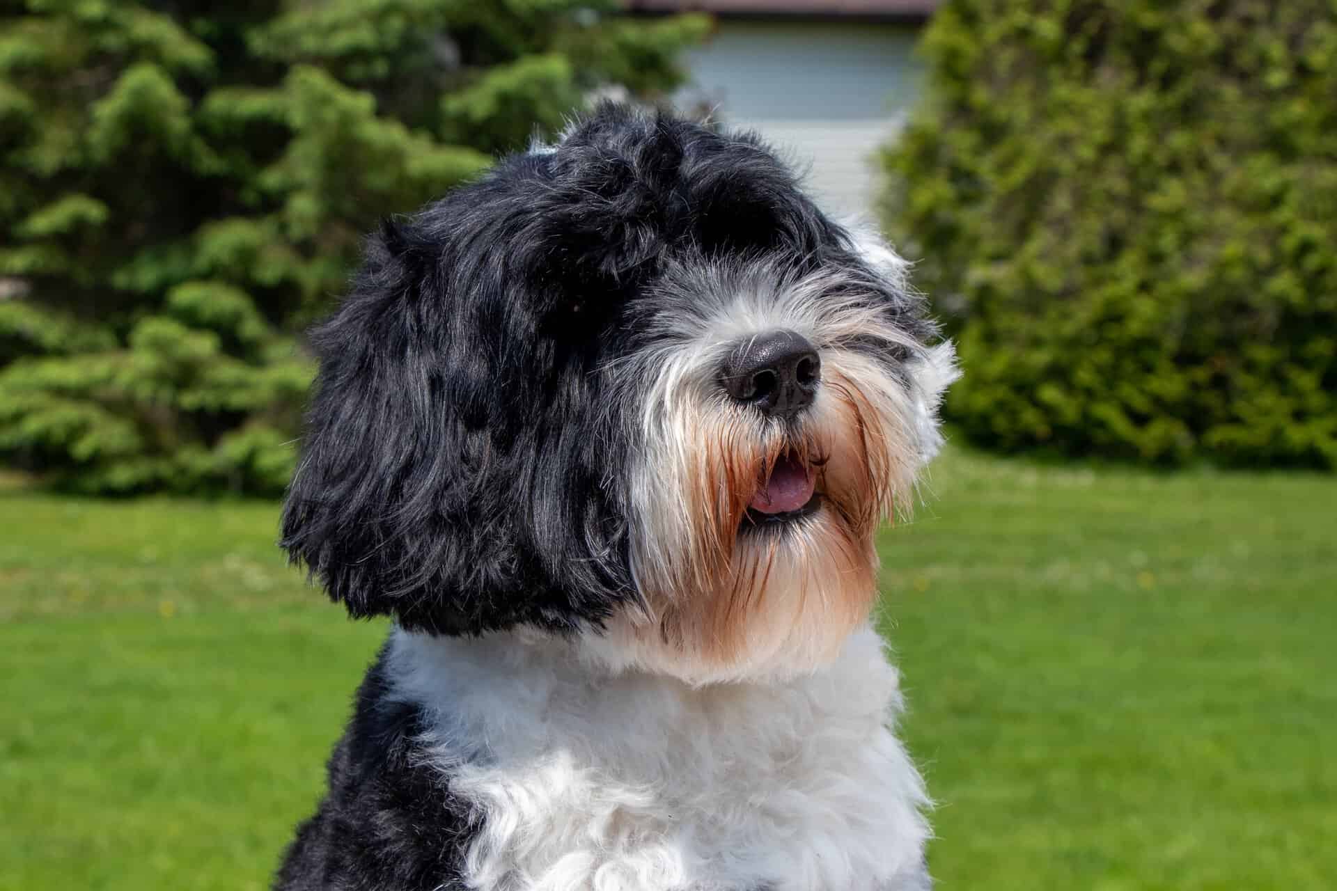 Portuguese Water Dog sitting in yard