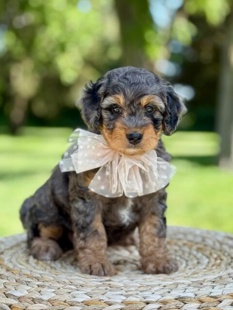 bernedoodle puppy