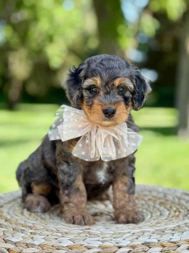 bernedoodle puppy