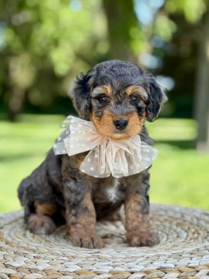bernedoodle puppy