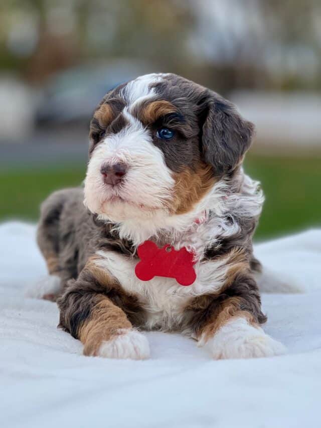 bernedoodle puppy