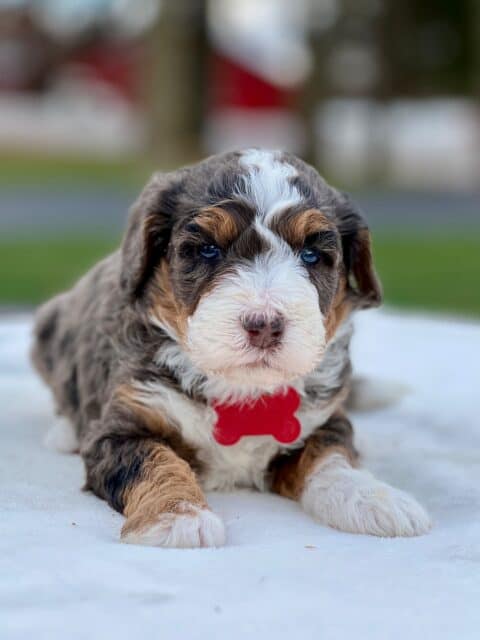 bernedoodle puppy