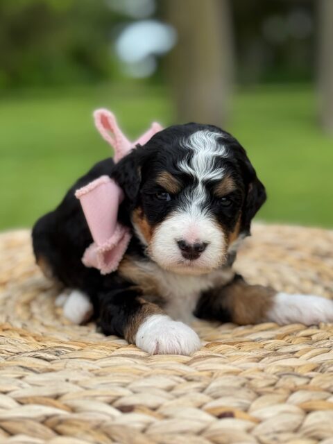 bernedoodle puppy