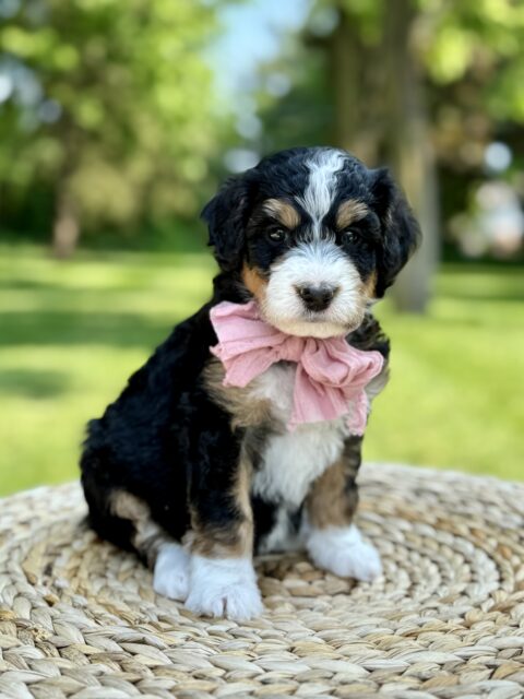 bernedoodle puppy