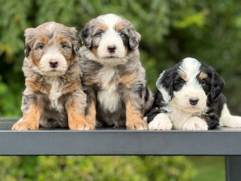 bernedoodle puppies