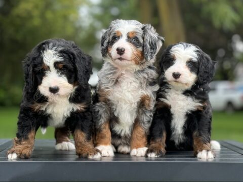 bernedoodle puppies