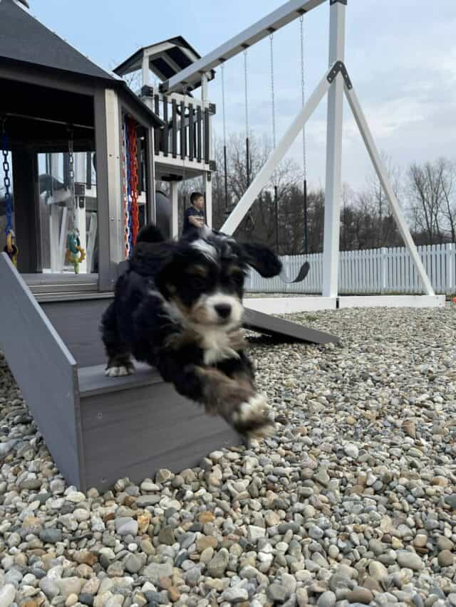 Puppy Playing Outside at Our Home at Fawn River Doodles