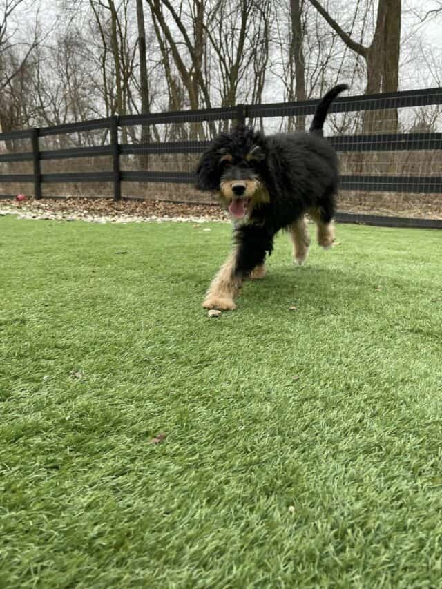 Puppy Running in Yard by Woods