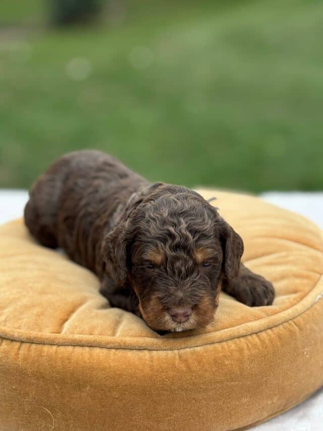 bernedoodle puppy