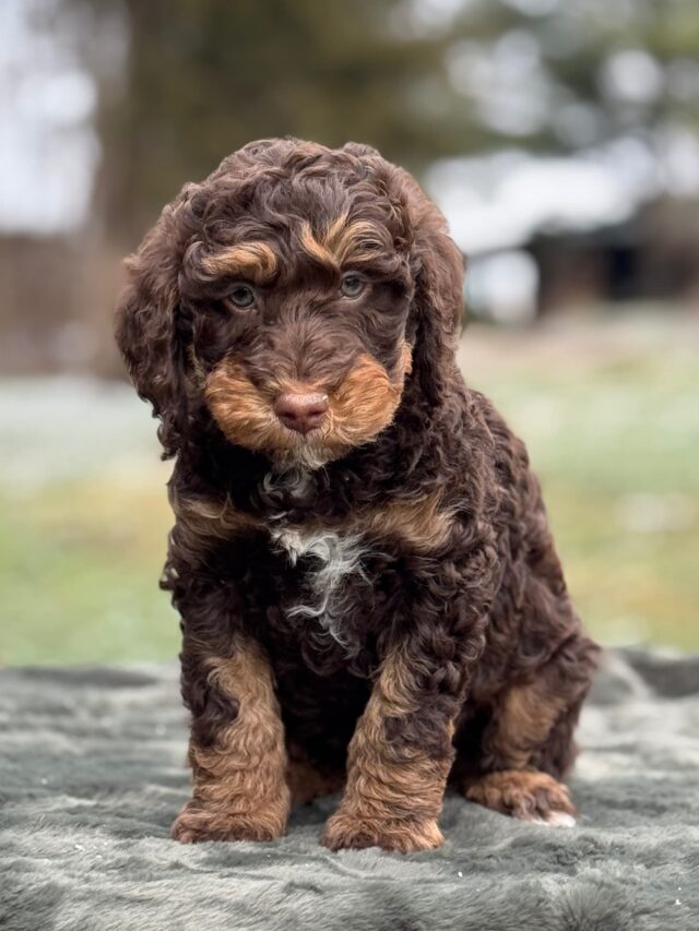 bernedoodle puppy