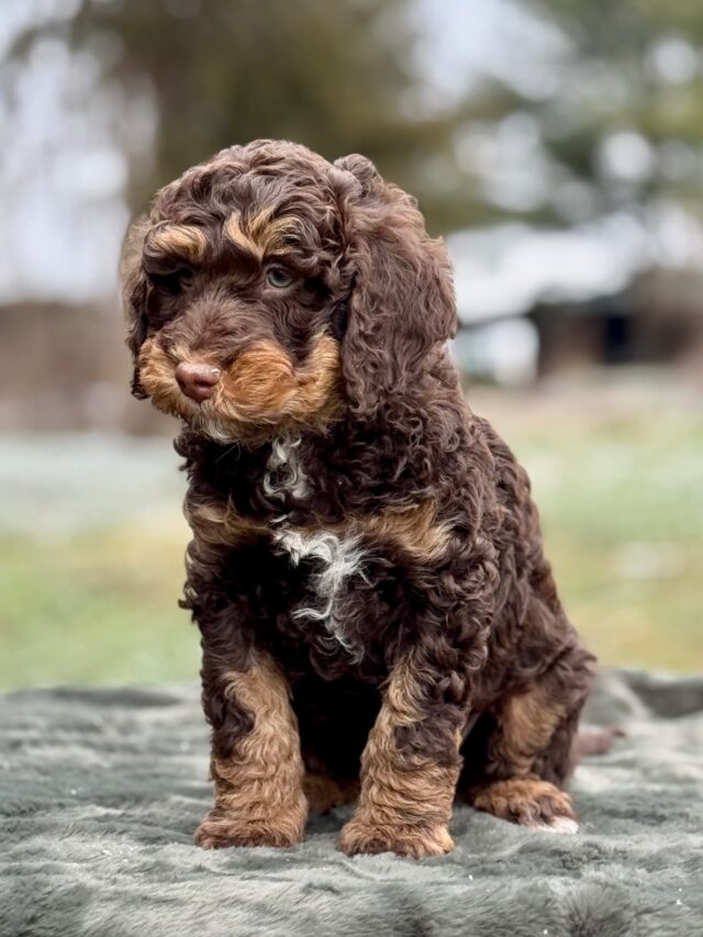 bernedoodle puppy