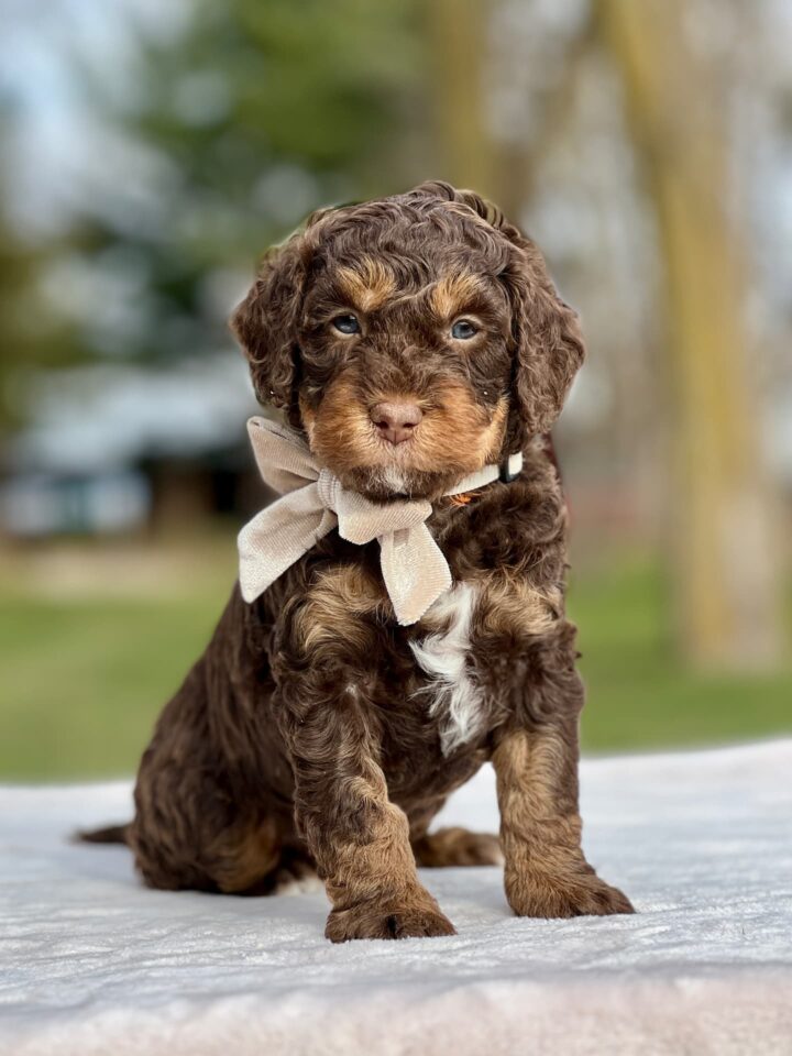 bernedoodle puppy