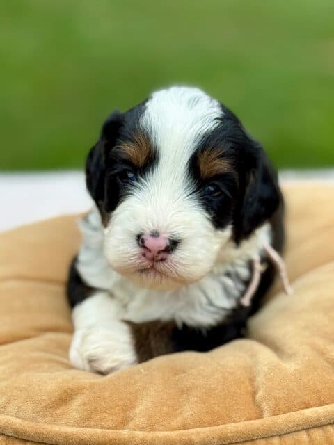 bernedoodle puppy