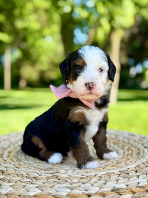 bernedoodle puppy