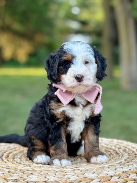 bernedoodle puppy