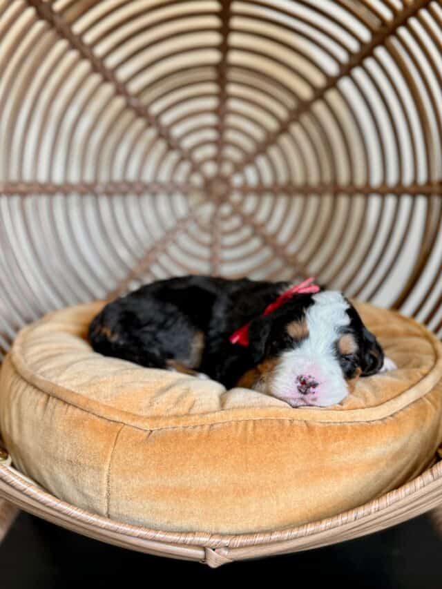 bernedoodle puppy