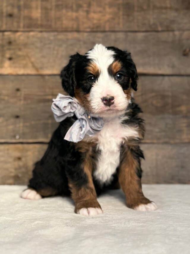 bernedoodle puppy