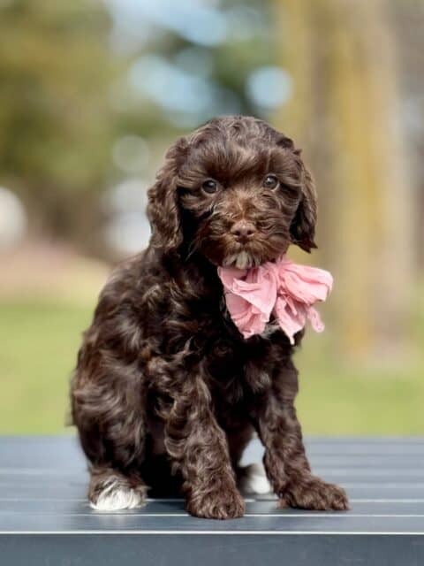 bernedoodle puppy