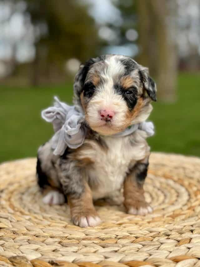 bernedoodle puppy