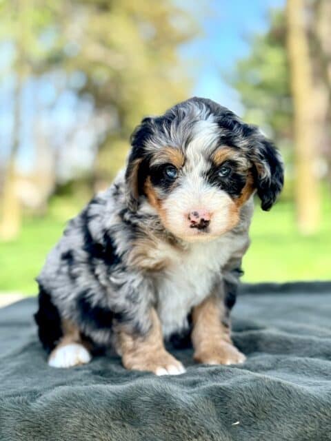 bernedoodle puppy