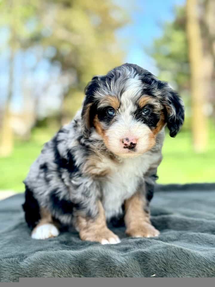 bernedoodle puppy