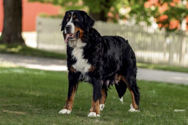 Reba Bernese Female