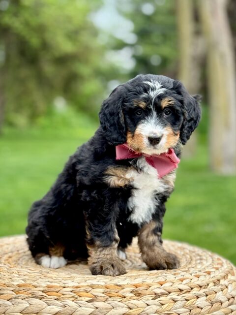 bernedoodle puppy