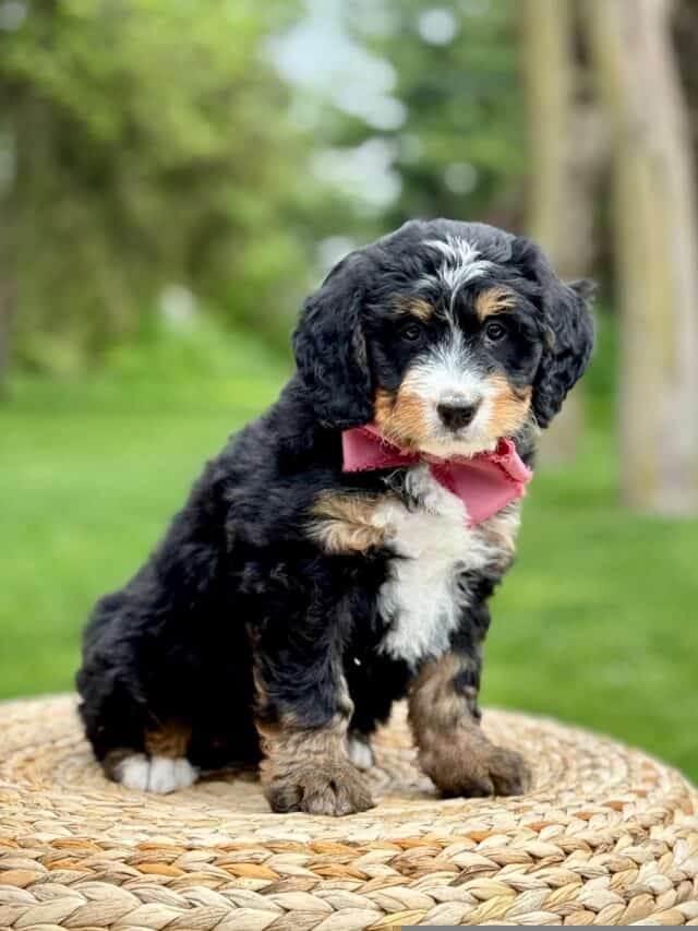 bernedoodle puppy