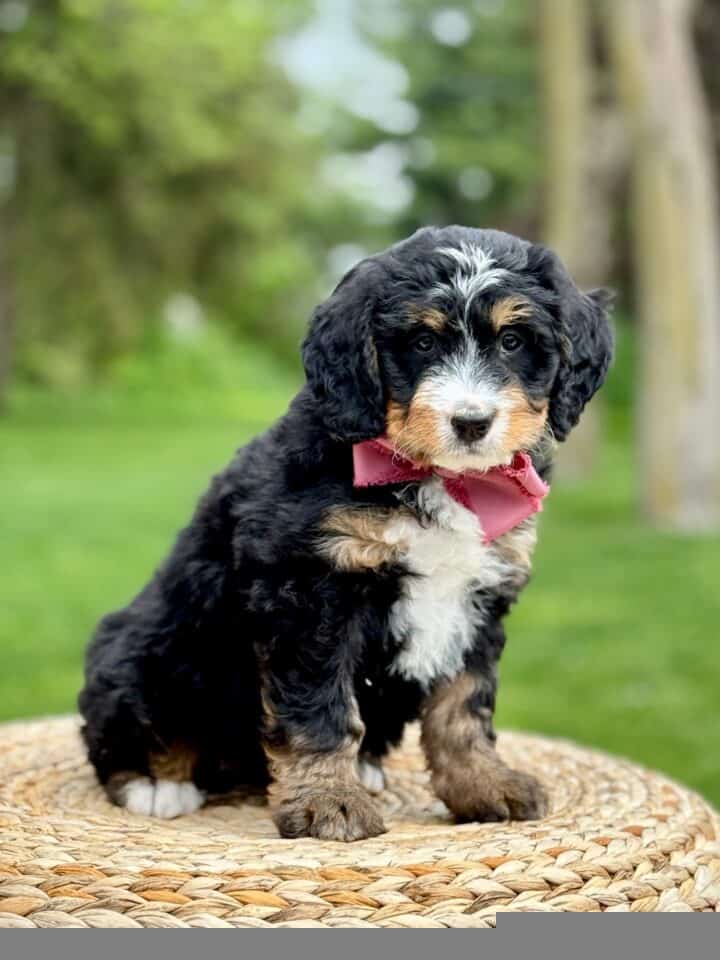 bernedoodle puppy