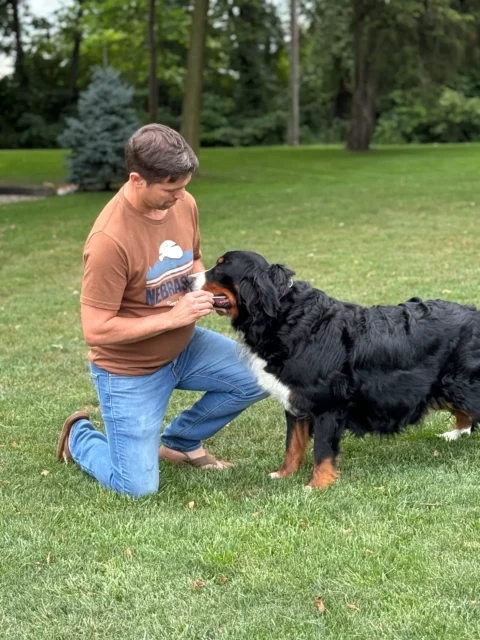 Robin gets a genetic test swab from our female Bernese Mountain Dog