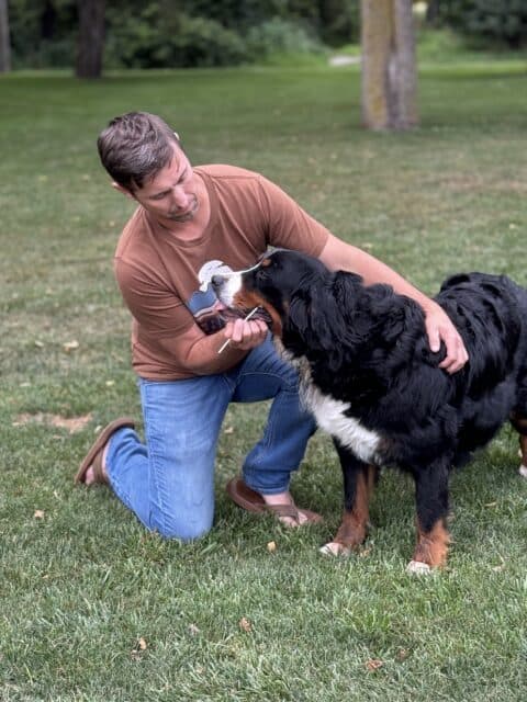 Robin genetic testing with mouth swab our female Bernese Mountain Dog