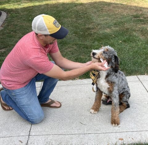 Robin giving Bernedoodle an oral supplement