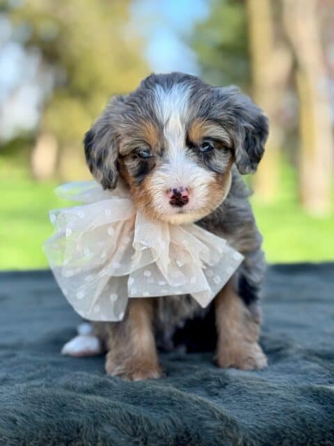 bernedoodle puppy
