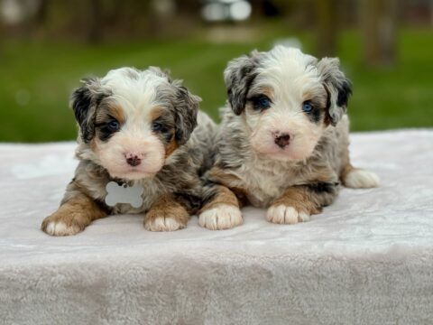 bernedoodle puppy