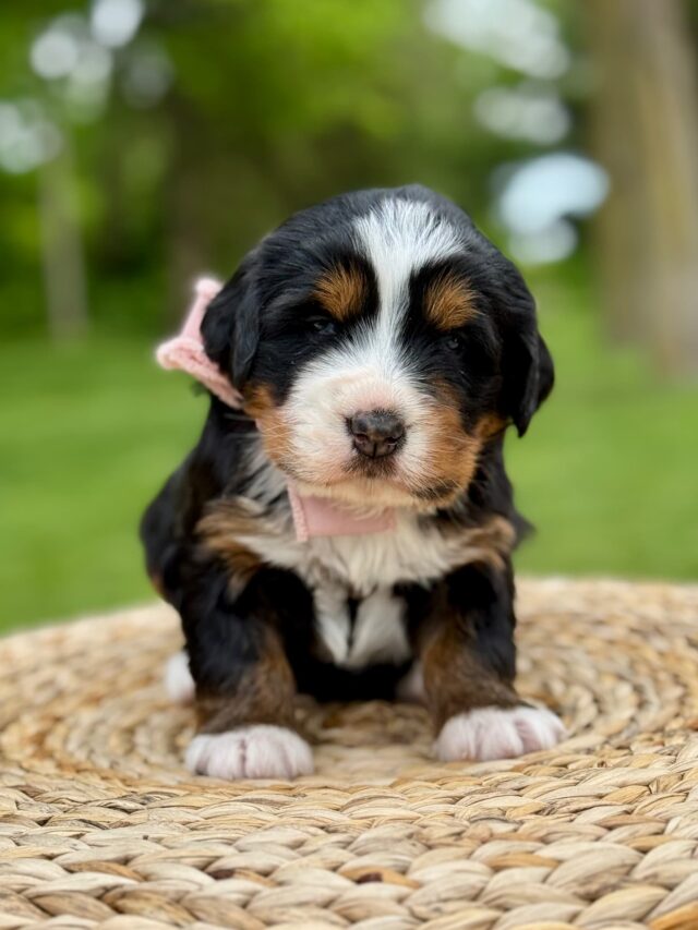 bernedoodle puppy