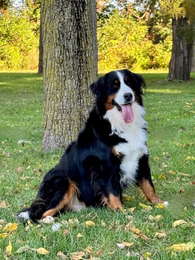 Bernese dog