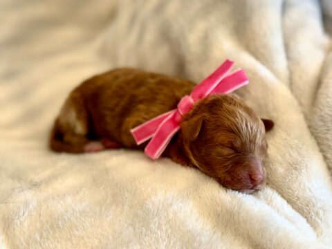 goldendoodle puppy