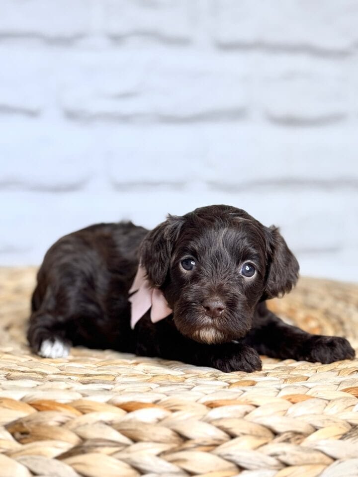 goldendoodle puppy