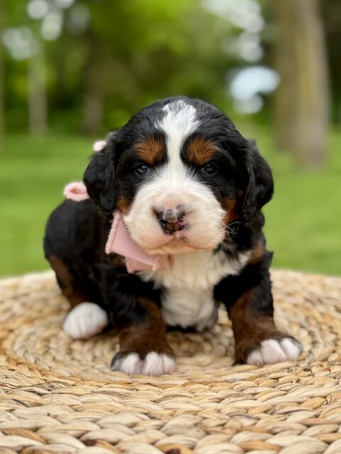 bernedoodle puppy