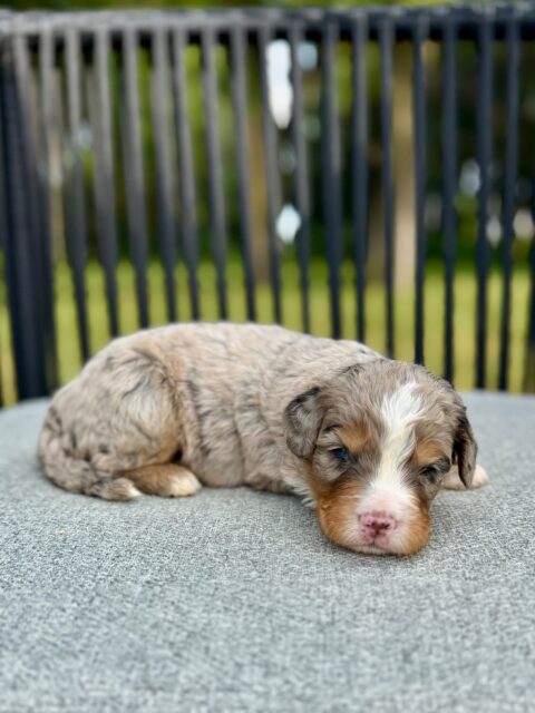 bernedoodle puppy