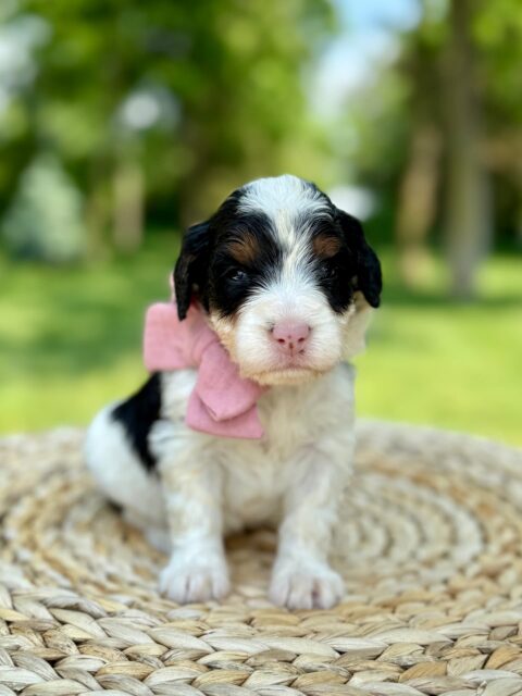 bernedoodle puppy