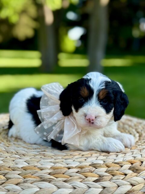 bernedoodle puppy