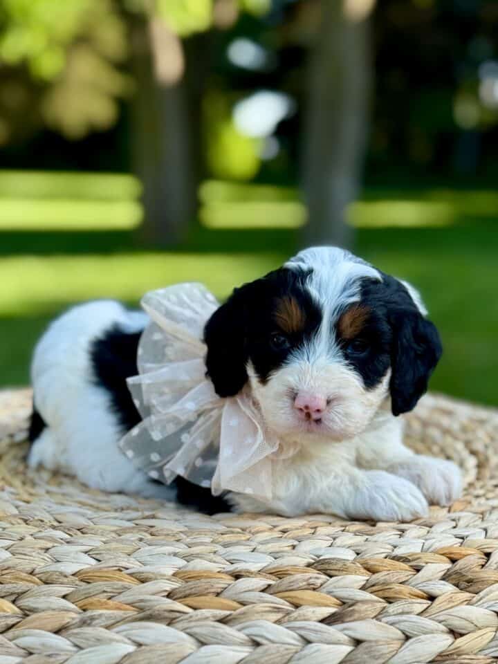 bernedoodle puppy