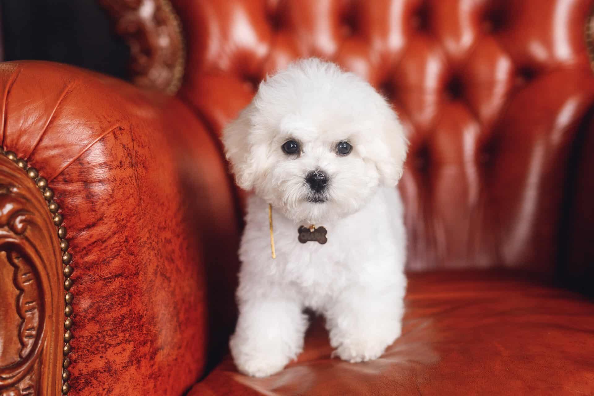 Small Bichon Frise standing on red chair