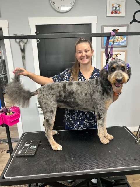 Smiling dog groomer with freshly trimmed Bernedoodle standing on a mat